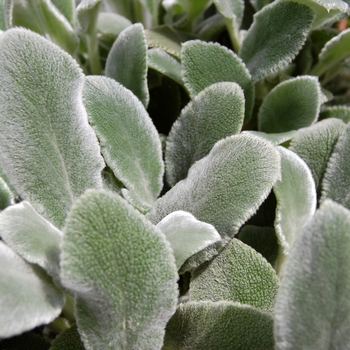 Stachys byzantina 'Silver Carpet' - 'Silver Carpet' Lamb's Ears