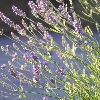 Lavandula angustifolia 'Platinum Blond' - Lavender Platinum Blond