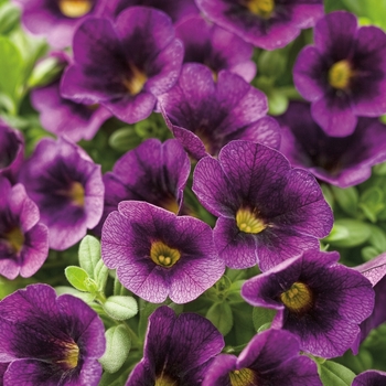 Calibrachoa hybrid - Superbells® Grape Punch™