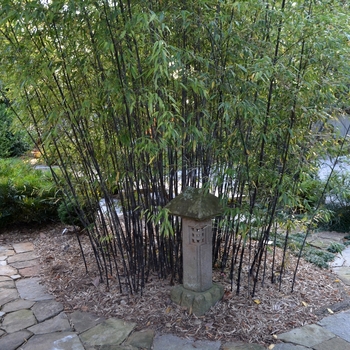 Phyllostachys nigra - Black Bamboo