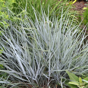 Elymus condensatus 'Canyon Prince' - Giant Wild Rye