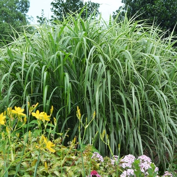 Miscanthus sinensis 'Cosmopolitan' - Maiden Grass