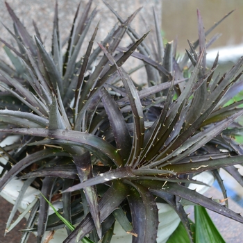 Dyckia 'Burgundy Ice' - Dyckia