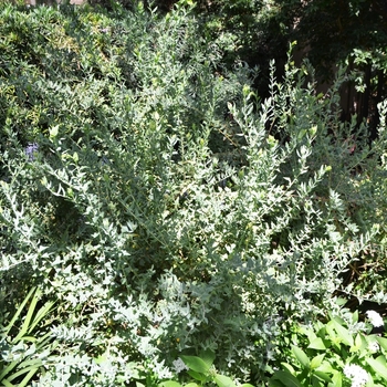 Polygala x dalmaisiana - Sweet Pea Shrub