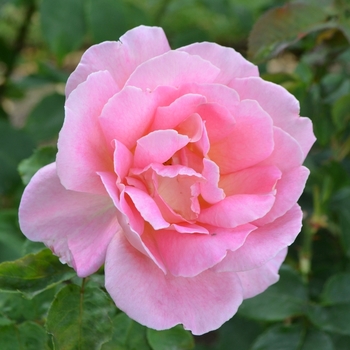 Rosa hybrid tea 'Tiffany' - Tiffany Rose