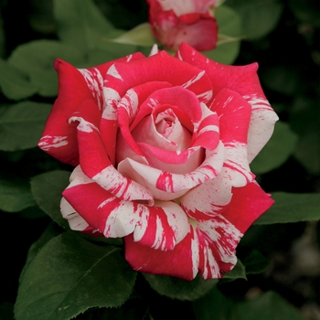Rosa Hybrid Tea 'Neil Diamond' - Neil Diamond Rose