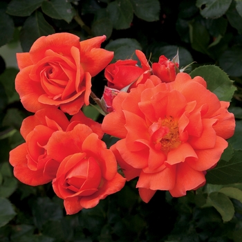 Rosa Climbing 'Above All' - Above All Climbing Rose