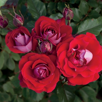 Rosa Floribunda 'Take It Easy' - Take It Easy Rose