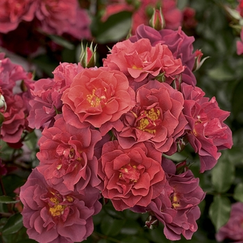 Rosa Floribunda 'Cinco de Mayo' - Cinco de Mayo Rose