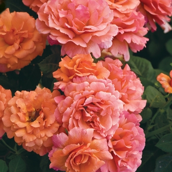 Rosa Floribunda 'Easy Does It' - Easy Does It Rose