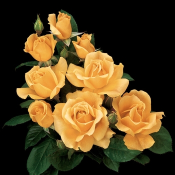 Rosa Floribunda 'Easy Going' - Easy Going Rose