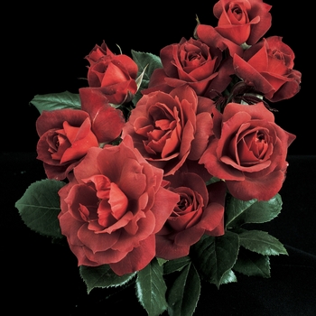 Rosa Floribunda 'Hot Cocoa' - Hot Cocoa Rose