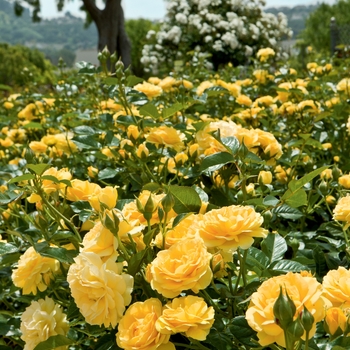 Rosa Floribunda 'Julia Child' - Julia Child Rose