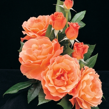 Rosa Floribunda 'Livin Easy' - Livin Easy Rose