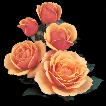 Rosa Grandiflora About Face - About Face Rose