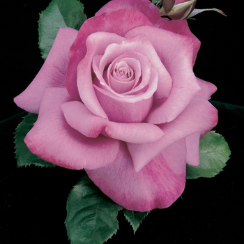 Rosa Hybrid Tea 'Barbra Streisand' - Barbra Streisand Rose