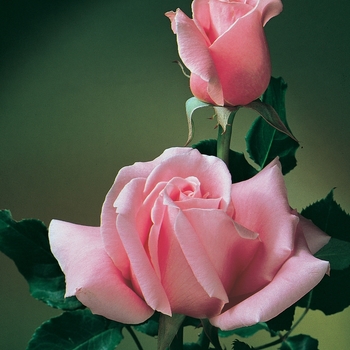 Rosa Hybrid Tea 'Bewitched' - Bewitched Rose
