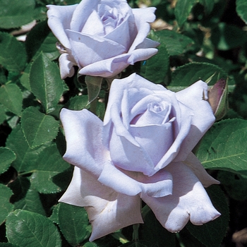 Rosa Hybrid Tea 'Blue Girl' - Blue Girl Rose