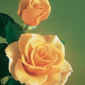 Rosa Hybrid Tea 'Brandy' - Brandy Rose