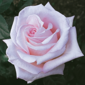 Rosa Hybrid Tea 'Brides Dream' - Brides Dream Rose