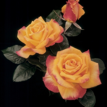 Rosa Hybrid Tea 'Chris Evert' - Chris Evert Rose