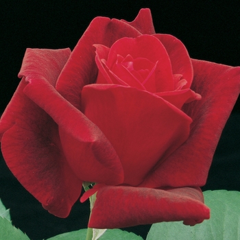 Rosa Hybrid Tea 'Chrysler Imperial' - Chrysler Imperial Rose