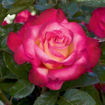 Rosa Grandiflora 'Dick Clark' - Dick Clark Rose