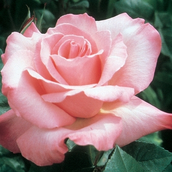 Rosa Hybrid Tea 'First Prize' - First Prize Rose