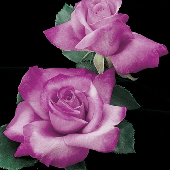 Rosa Grandiflora 'Fragrant Plum' - Fragrant PlumRose