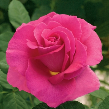 Rosa Hybrid Tea 'Gentle Giant' - Gentle Giant Rose