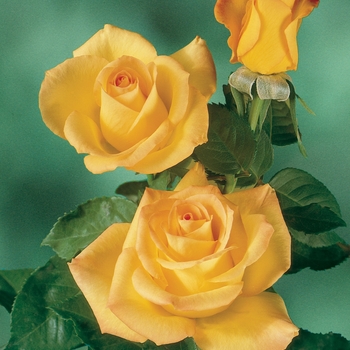 Rosa'AROyqueli' - Gold Medal ®