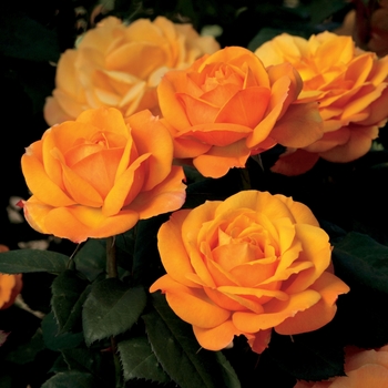 Rosa Hybrid Tea 'Good as Gold' - Good as Gold Rose