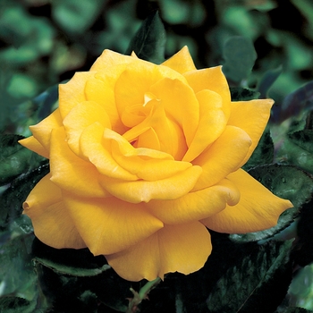 Rosa Hybrid Tea 'Henry Fonda' - Henry Fonda Rose