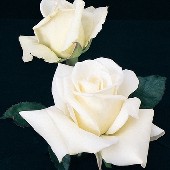 Rosa Hybrid Tea 'John F Kennedy' - John F Kennedy Rose