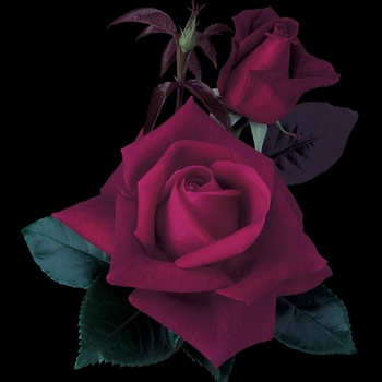 Rosa Hybrid Tea 'Lasting Love' - Lasting Love Rose