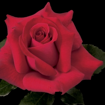 Rosa Hybrid Tea 'Let Freedom Ring' - Let Freedom Ring Rose