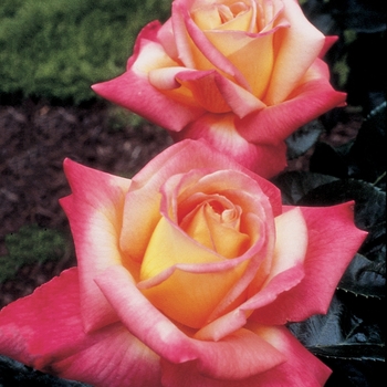 Rosa Hybrid Tea 'Love and Peace' - Love and Peace Rose