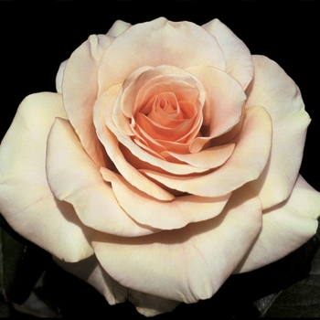 Rosa Hybrid Tea 'Marilyn Monroe' - Marilyn Monroe Rose