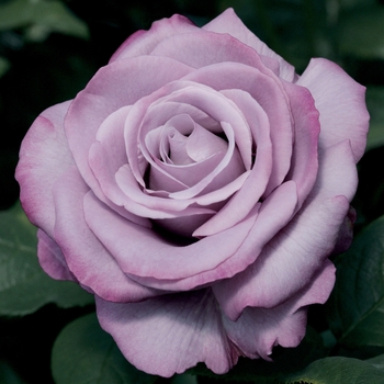 Rosa Hybrid Tea 'Neptune' - Neptune Rose