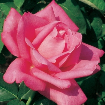 Rosa Hybrid Tea 'Perfume Delight' - Perfume Delight Rose