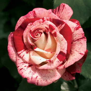 Rosa Hybrid Tea 'Rock & Roll' - Rock & Roll Rose