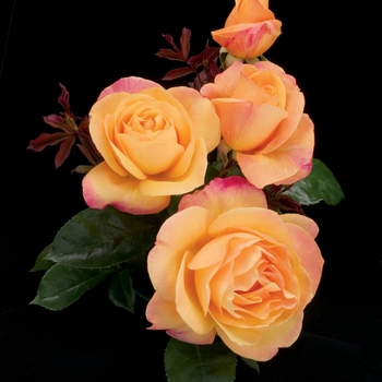 Rosa Grandiflora 'Strike It Rich' - Strike It Rich Rose