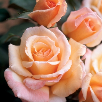 Rosa Hybrid Tea 'Tahitian Sunset' - Tahitian Sunset Rose