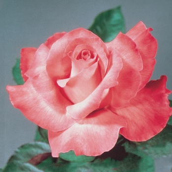 Rosa Hybrid Tea 'Touch of Class' - Touch of Class Rose