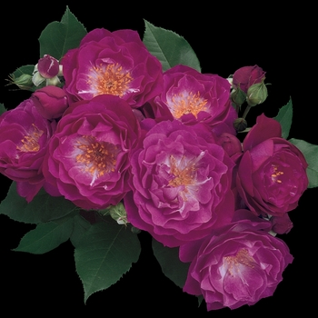 Rosa Grandiflora 'Wild Blue Yonder' - Wild Blue Yonder Rose