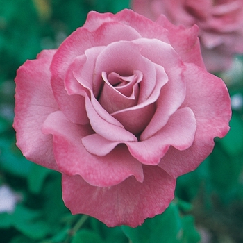 Rosa 'Angel Face' - Rose