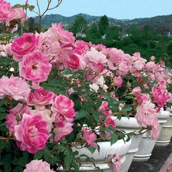 Rosa Floribunda 'Brilliant Pink Iceberg' - Brilliant Pink Iceberg Rose