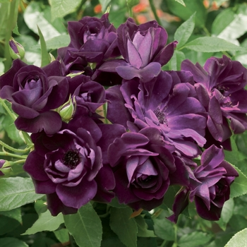 Rosa Floribunda 'Burgundy Iceberg' - Burgundy Iceberg Rose