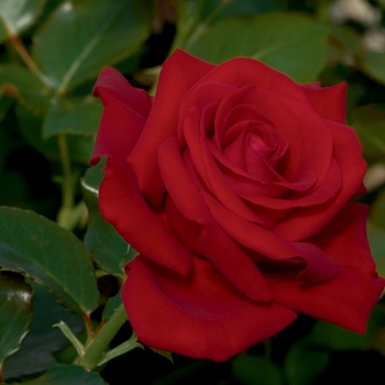 Rosa Floribunda 'Drop Dead Red' - Drop Dead Red Rose