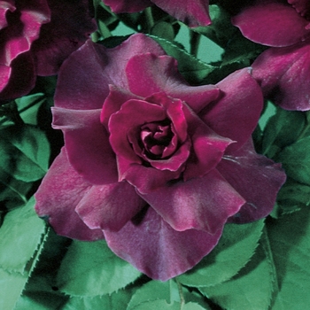 Rosa Floribunda 'Intrigue' - Intrigue Rose